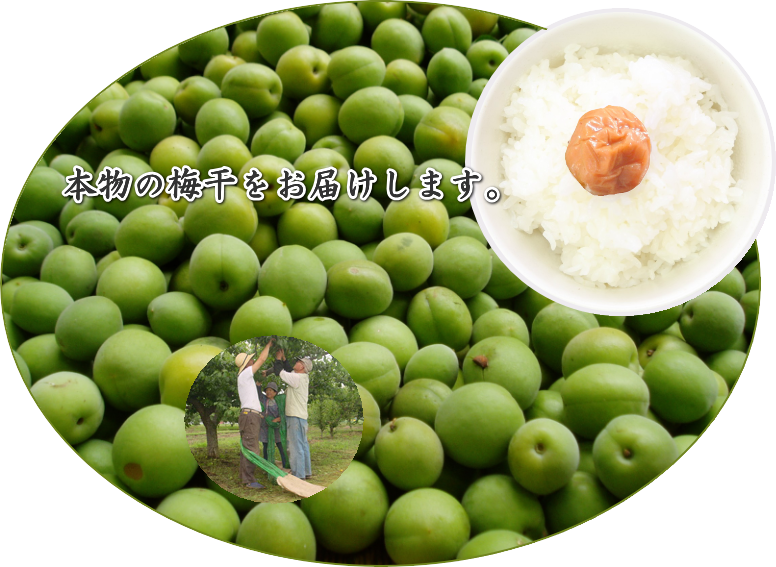 三星食品 梅干 製造販売 栃木県 小山市